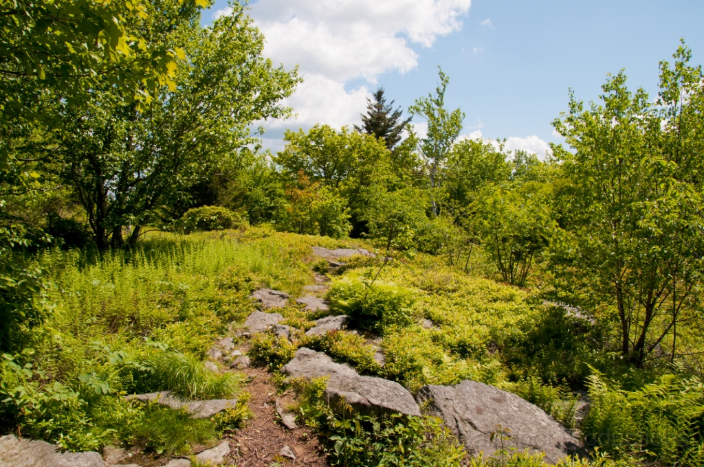 033__DSC1221.jpg - Mt. Greylock: Rounds Rock loop trail
