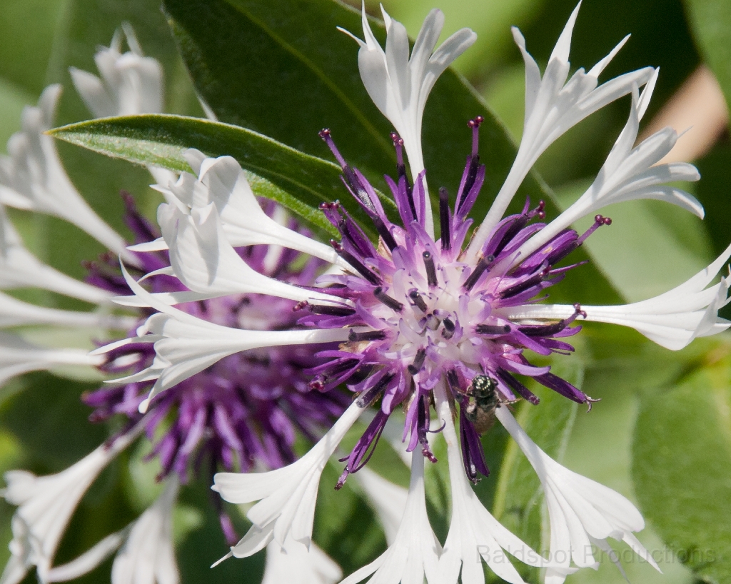 043__DSC1251.jpg - Shelburne Falls MA: Bridge of Flowers