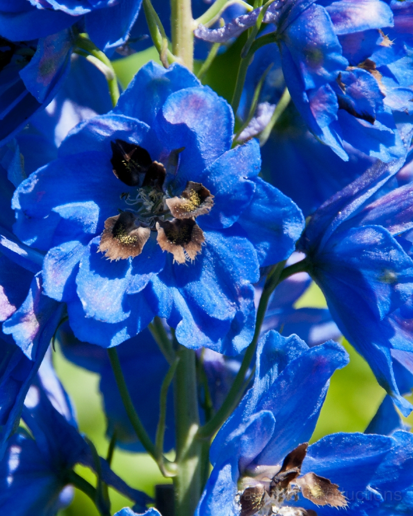 048__DSC1263.jpg - Shelburne Falls MA: Bridge of Flowers