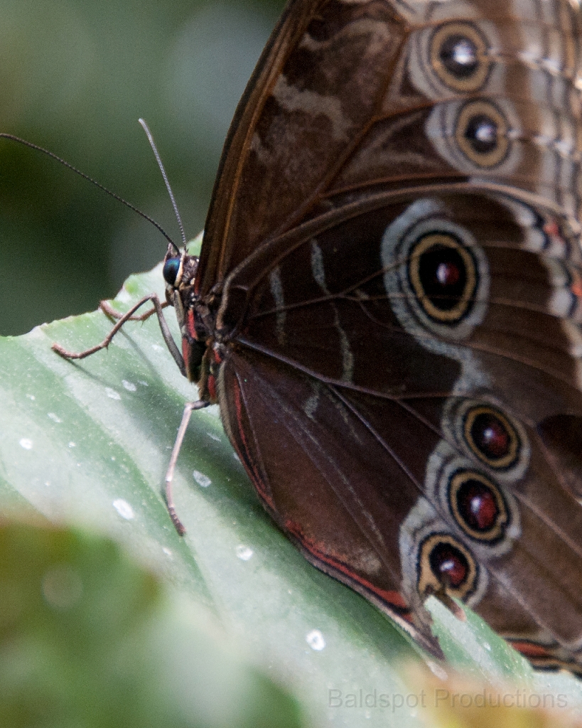 065__DSC1305.jpg - Magic Wings Butterfly Conservatory, South Deerfield MA