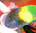 008DSCF1087