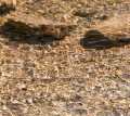 217__DSC3729
