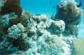 022a_helmetdive_0009b