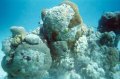 022a_helmetdive_0011b