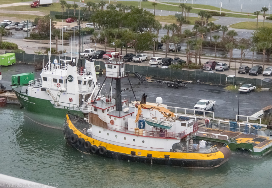 Port Canaveral denizens   (June 02, 2017)