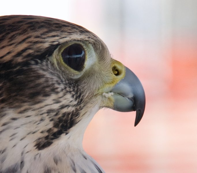 _DSC1938.jpg - Falcon