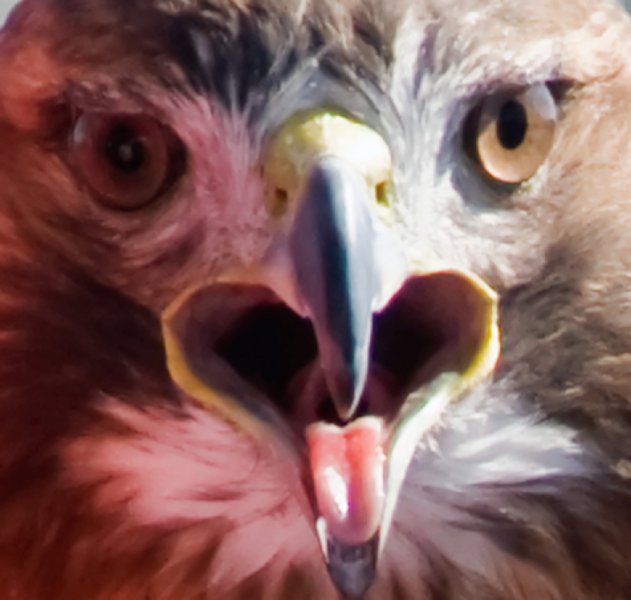 _DSC1952.jpg - Red Tailed Hawk with injured wing