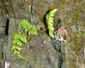 DSCF0920