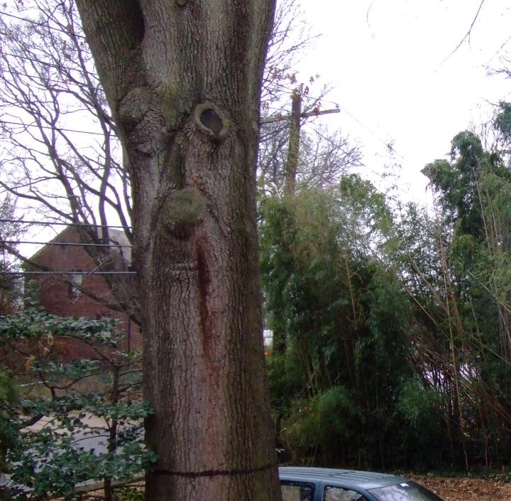 DSCF0565b.jpg - Dan and Lindas -- The Tree Man