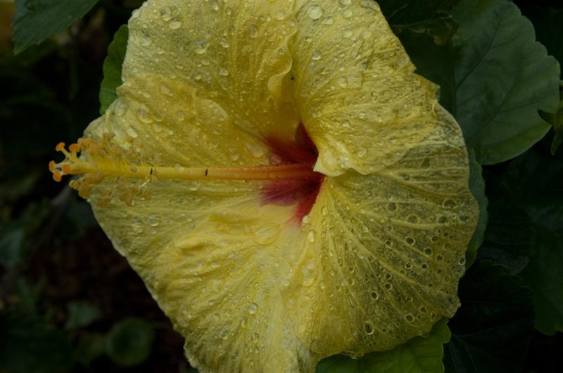 DSC_0439.jpg - Hibiscus at Pointe Santo