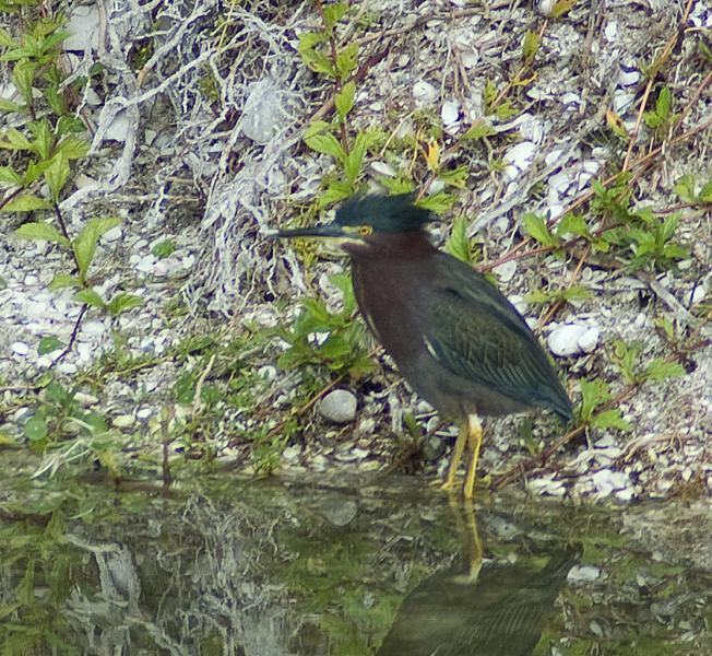 DSC_0456.jpg - Green Heron at Pointe Santo