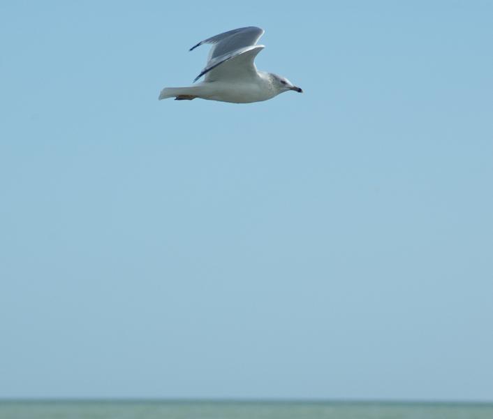 DSC_0492.jpg