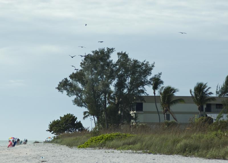 DSC_0498.jpg - The great pelican tree (MANY pelicans in the branches)