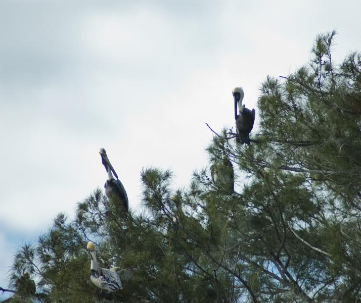 DSC_0503.jpg
