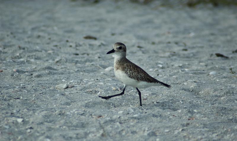 DSC_0506.jpg - Sanderling