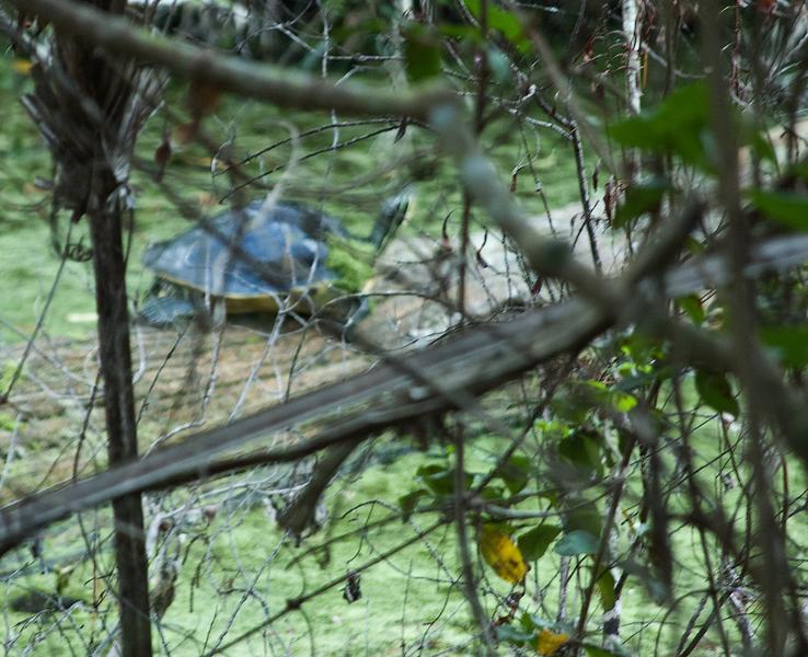 DSC_0528.jpg