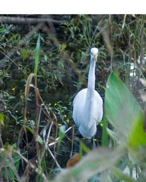 DSC_0538.jpg - Egret