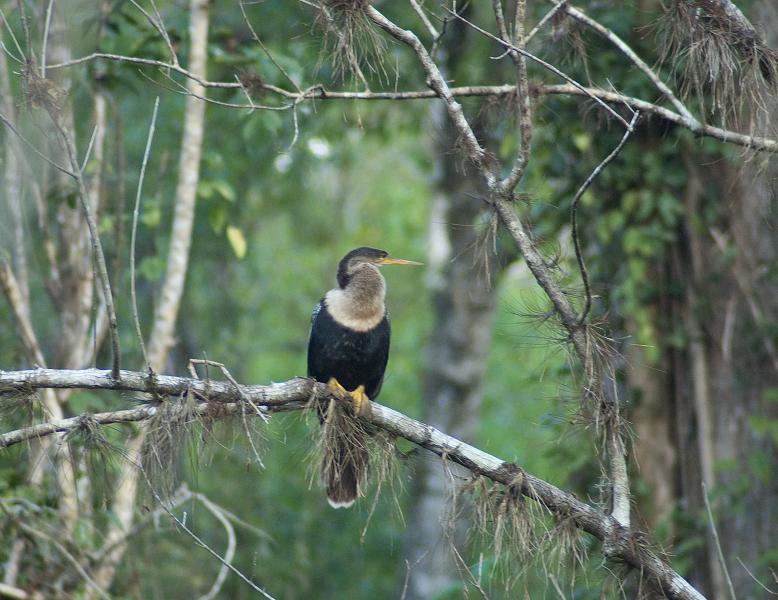 DSC_0539.jpg - Anhinga (Snake Bird)