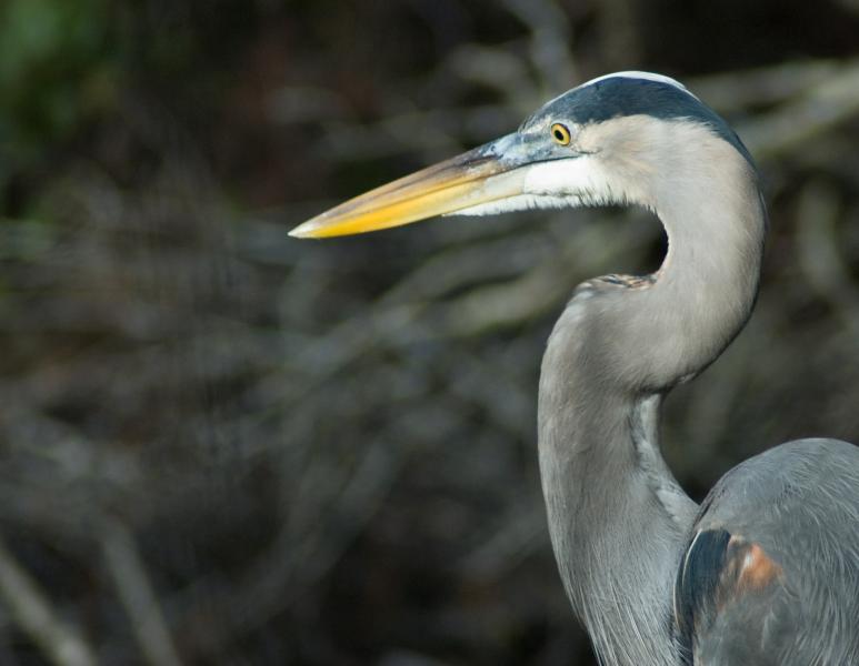 DSC_0556.jpg - Great Blue Heron