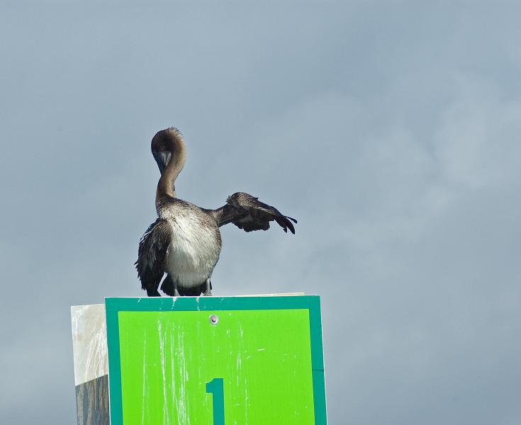 DSC_0563.jpg - A brown pelican says they went thataway...