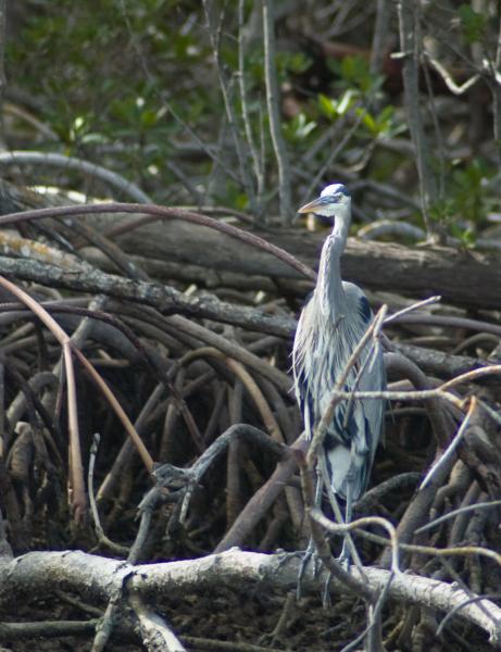 DSC_0574.jpg - Great Blue Heron