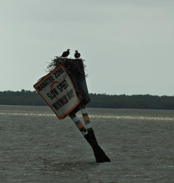 DSC_0587.jpg - Pair of osprey