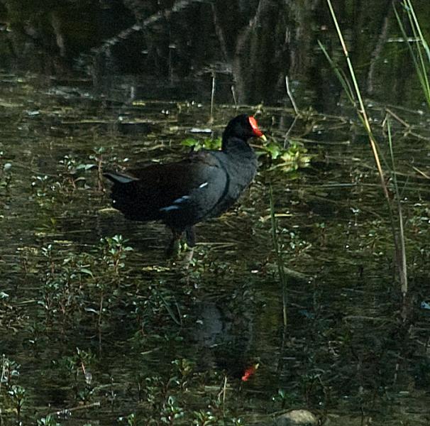 DSC_0594.jpg - American Coot