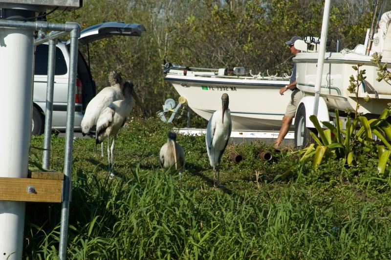 DSC_0646.jpg - Wood storks from an airboat on Lake Trafford (Lake Trafford marina)