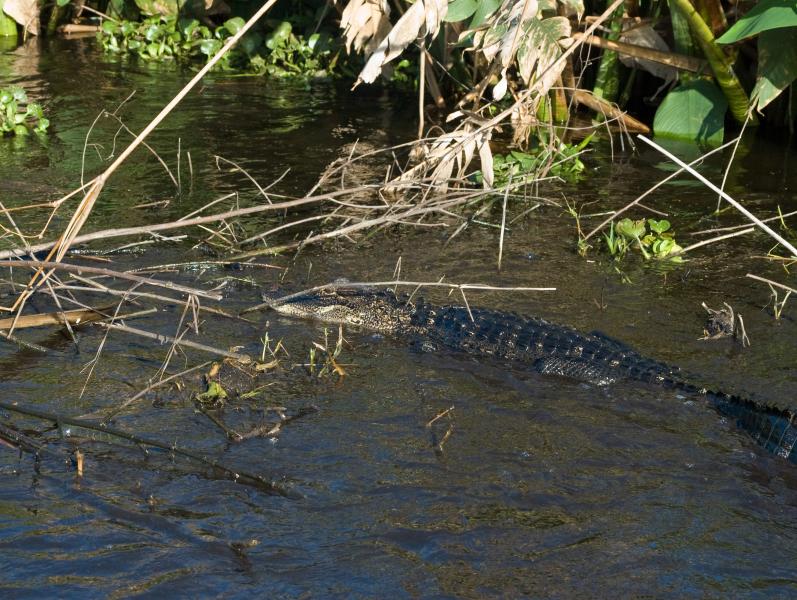 DSC_0685.jpg - Airboat ride on Lake Trafford
