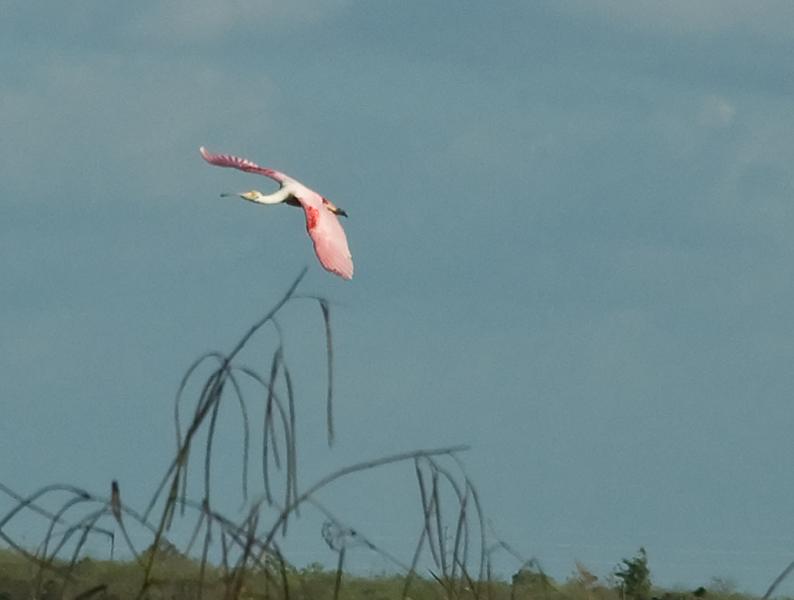DSC_0695.jpg - Airboat ride on Lake Trafford
