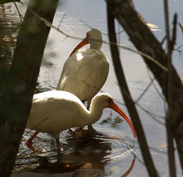 DSC_0718.jpg - Ibis at the "Ding" Darling National Wildlife Refuge (on Sanibel)
