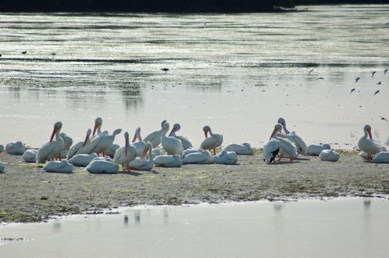 DSC_0746.jpg - White pelicans (much larger than brown, migrate from upper midwest, no kamikze dives)