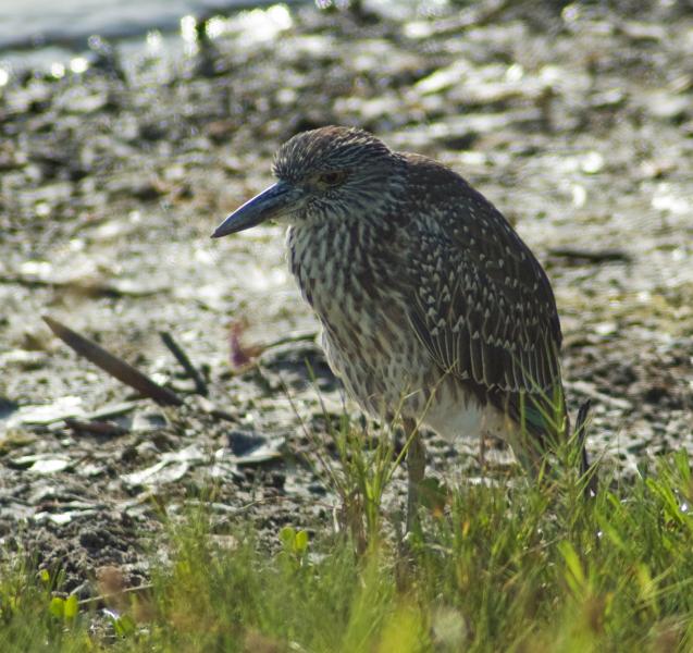 DSC_0760.jpg - Yellow crowned night heron