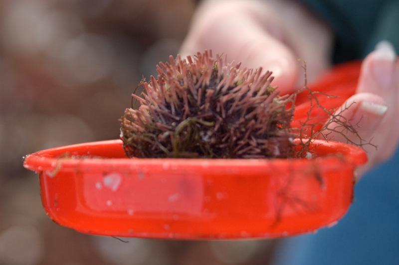 DSC_0825.jpg - Sea Urchin