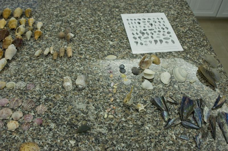 DSC_0845.jpg - Another part of our shell collection