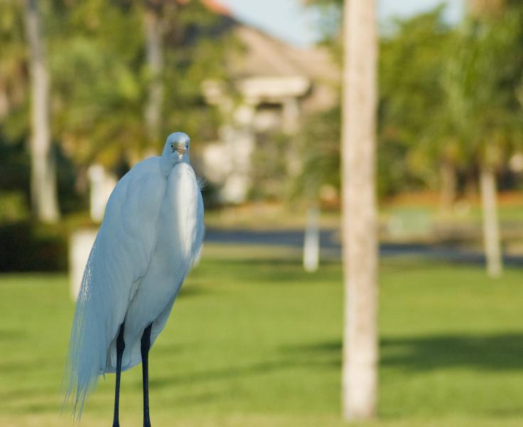 DSC_0856.jpg - Microcephalic Great Egret