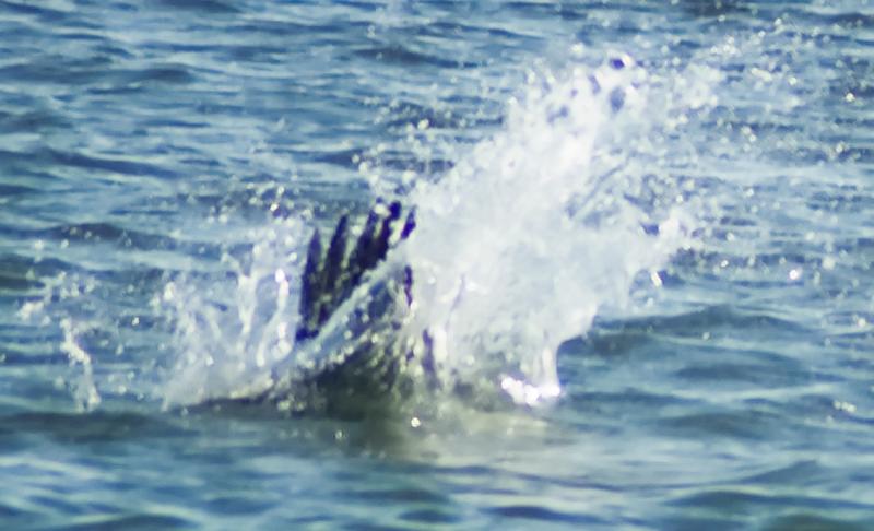 DSC_0876.jpg - Kamikaze pelican