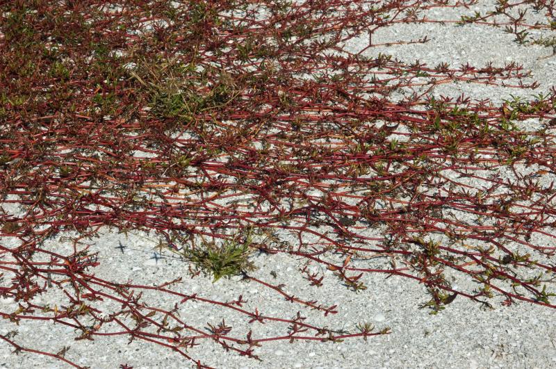 DSC_0910.jpg