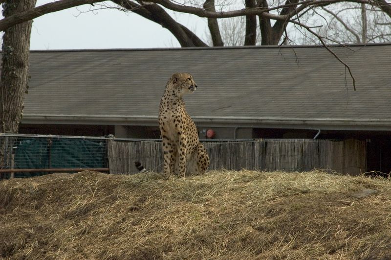Momma looking noble