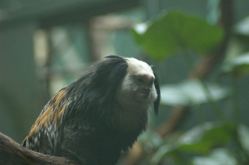 Geoffroy's Tufted-eared Marmoset