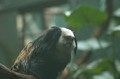 Geoffroy's Tufted-eared Marmoset