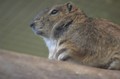 Rock Cavy
