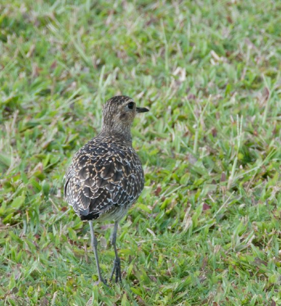 004_DSC1492.jpg - Arrival and around The Point at Poipu