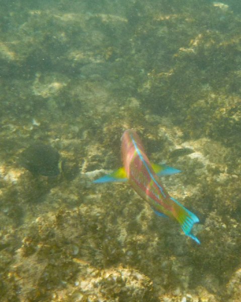 071P1000075.jpg - Poipu Beach, Christmas Wrasse