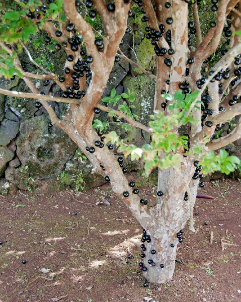 203_DSC1858.jpg - Na 'Aina Kai Botanical Garden tour, Kilauea, Kauai