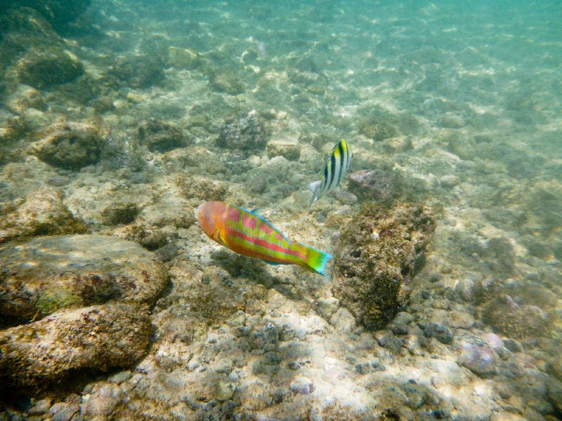 264P1000337.jpg - Poipu Beach, Christmas Wrasse