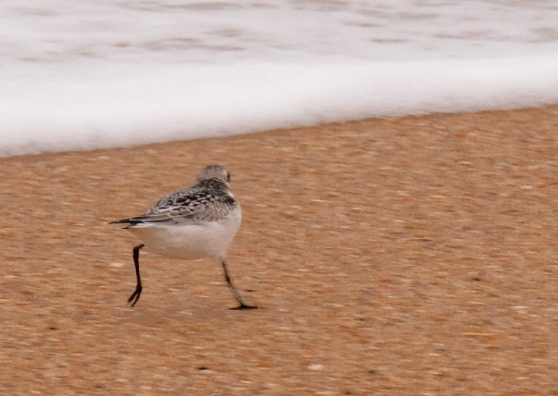 _DSC6133.jpg - Beach scenes, Day 2