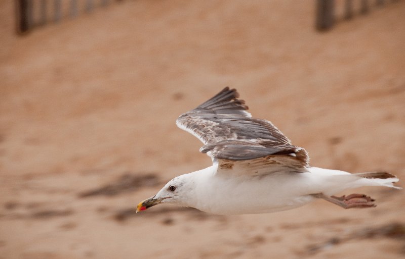 _DSC6141.jpg - Beach scenes, Day 2