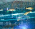 001_DSCF0236