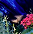 DSCF0291